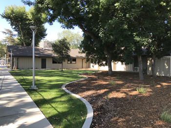 The lawn area at the front of the Turlock Library main entrance, near the parking lot, with grass, a newly planted tree, and a bordered area with bark mulch. The tan walls are in the background with several mature trees.