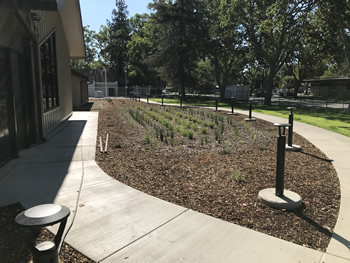 A area with bark and some small plants with the library walkway on both sides. The library wall and a window can be seen to the left. There is grass and some trees to the right and back. There are cement circles in the landscaped area that have tall black circular poles with lights in them every few feet near the walkway.
